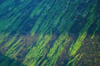 seagrass, climate change, carbon sink