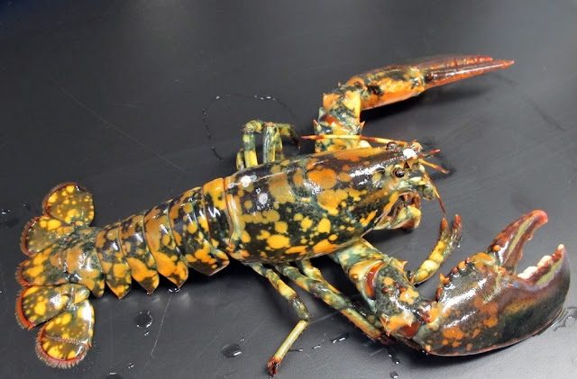 A rare calico lobster that could be a 1 in 30 million saved by chef, calico lobster, rare animals