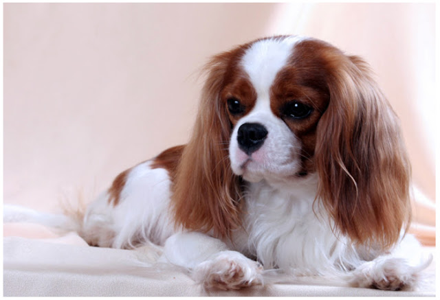 Dog Ear Infection Medicine, Symptoms, Diagnosis, Treatment and Prevention Dog Ear Infection Medicine, Symptoms, Diagnosis, Treatment and Prevention