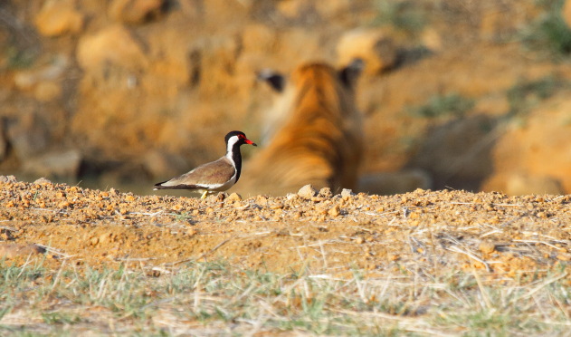 Red Wattled Lapwing in front of a Tadoba Tiger