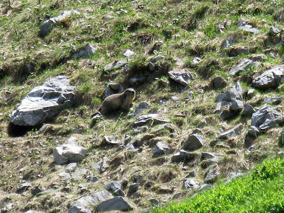 Świstak (Marmota)