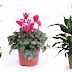 ¿Qué significa soñar con plantas?