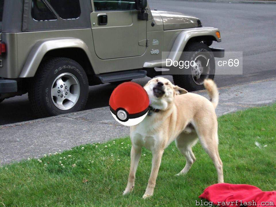 Meme Pokemon GO 10 Memes do pokemon go, brasil, mondo todo, pokemons raros no pokemon go.