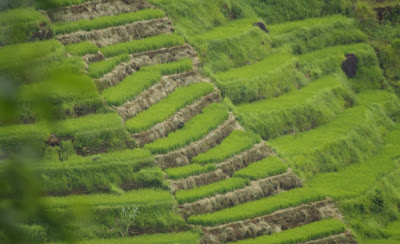 sawah di manggarai flores Indonesia sawah di manggarai flores Indonesia