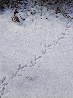 Grouse tracks