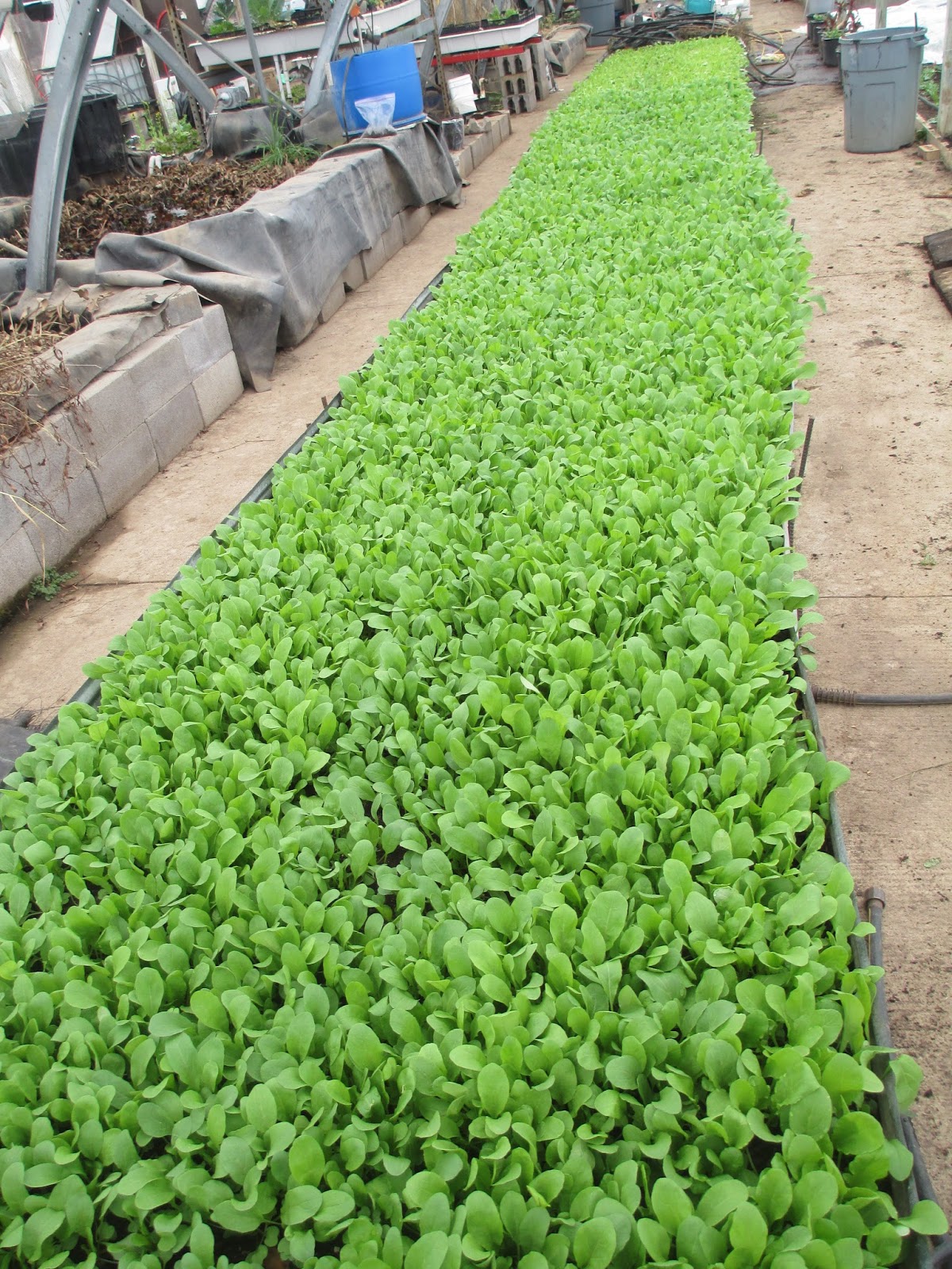 How to Grow Arugula, Tips and Guide for Growing Arugula Plants ...