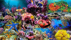reef coral wallpapers barrier reefs desktop corals fish amazing marine background sea kleuren underwater under gardens downloads land
