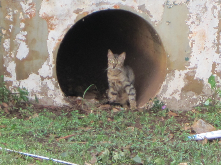 How To Train A Feral Cat Cat Lover Cat Training