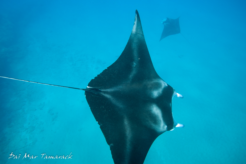 Maui Manta Ray Encounter