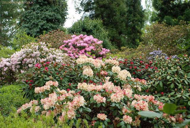 Rhododendron 'Festivo', zielona metamorfoza.pl