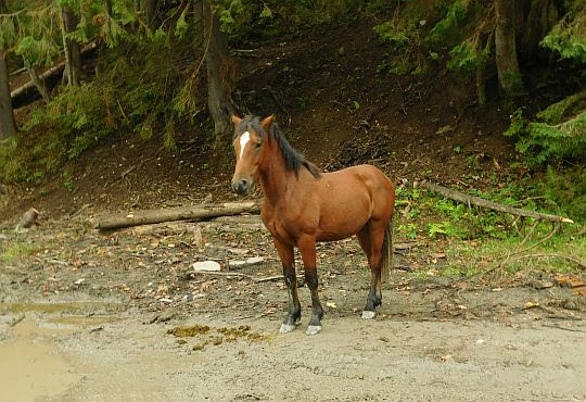 Koń.