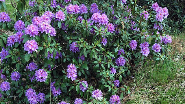 https://4.bp.blogspot.com/-aF8K4oBxrA8/V_ScUd6nfMI/AAAAAAAANF4/ECFUrQzH0wcGFnS_Iiz8gSwQfHYaHyC7QCLcB/s1600/Rhododendron_ponticum.jpg