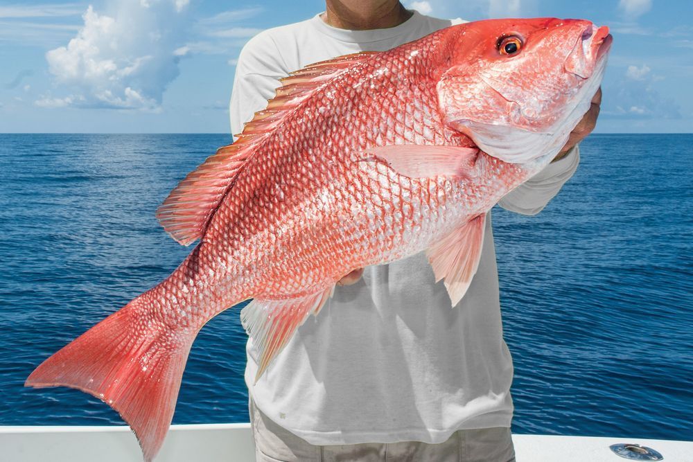 Red Snapper Suppliers, Buy Whole Red Snapper, Red Snapper Size, Red