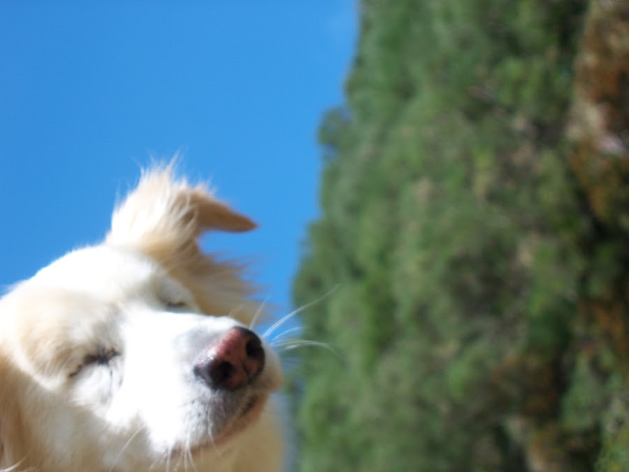 Perro ciego de excursión por la montaña