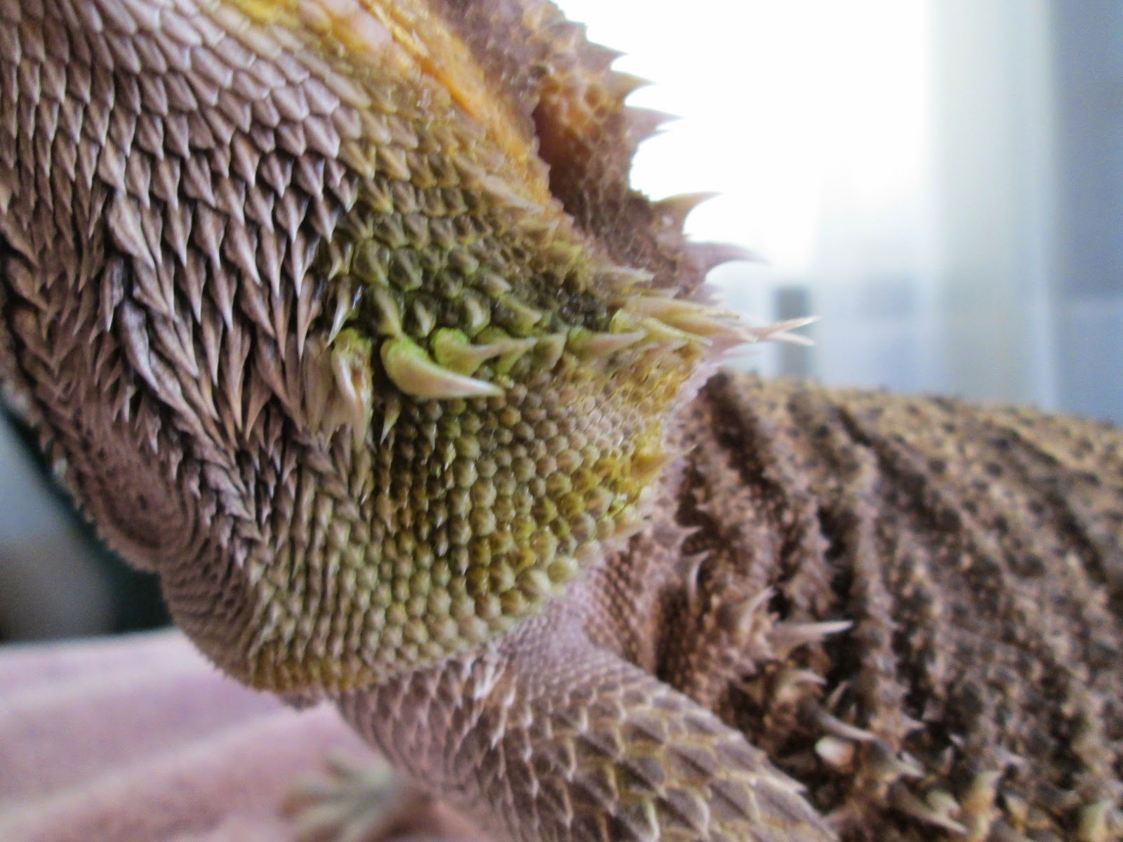 Bearded Dragon Care and Wellness.