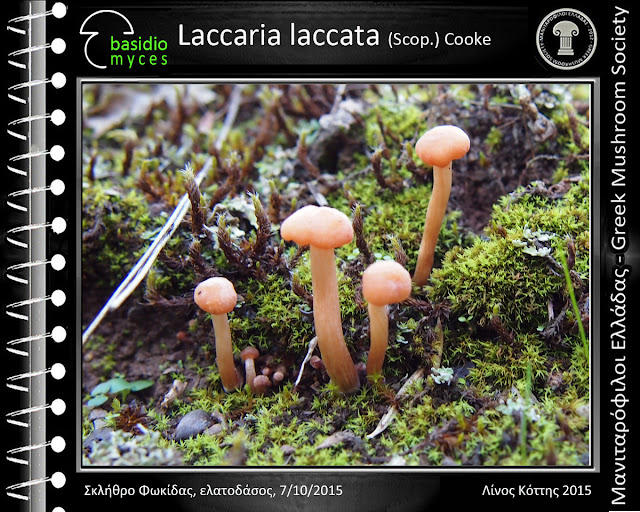 Laccaria laccata (Scοp.) Cooke