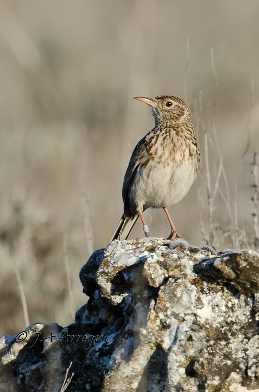 Alondra ricotí, alondra de dupont, Chersophilus duponti, Dupont´Lark Alondra ricotí, alondra de dupont, Chersophilus duponti, Dupont´Lark