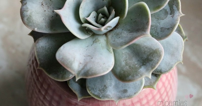 mipamias Tell a story 9 Pflanzen