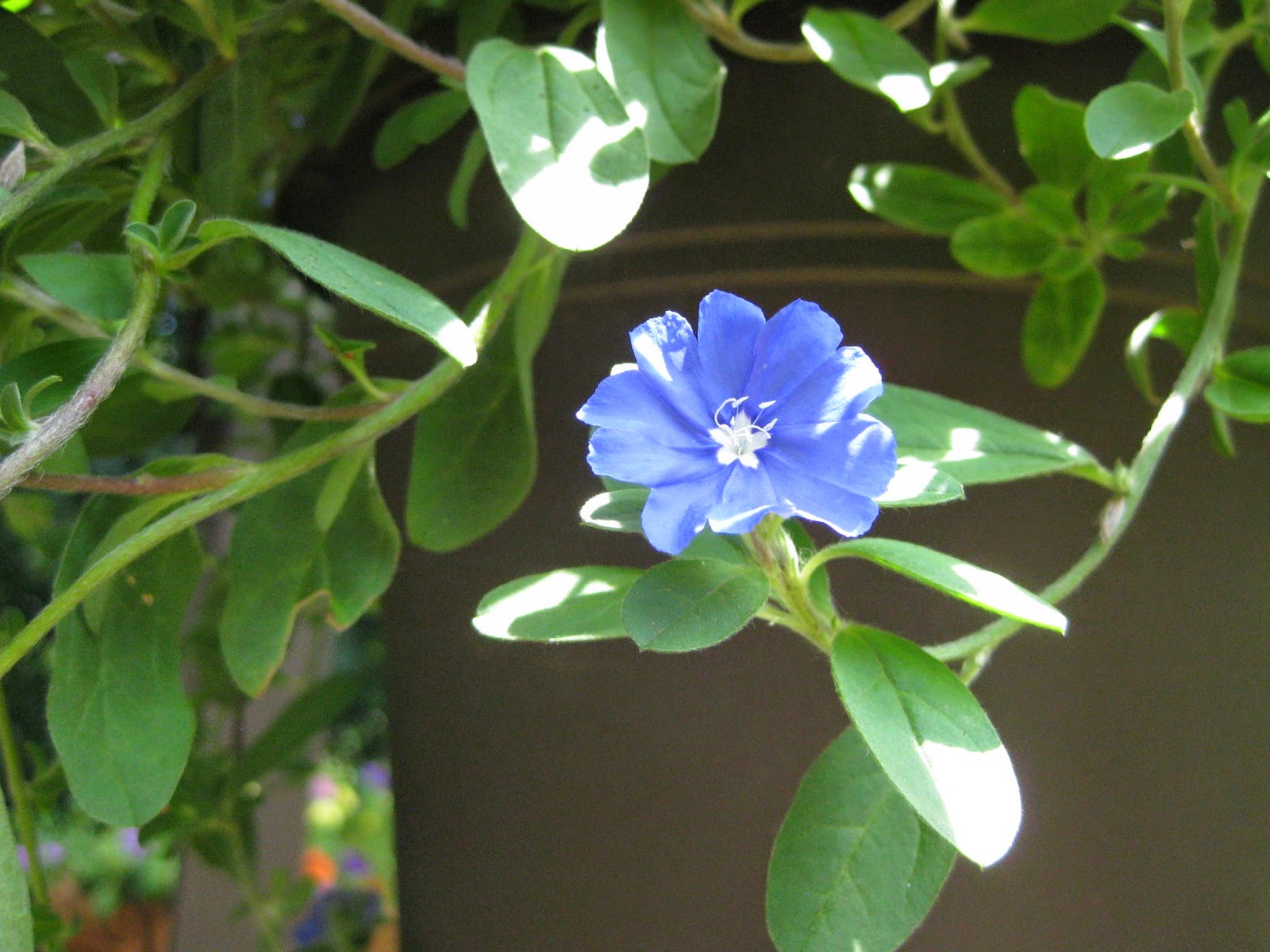 Good things happened Blue Daze, sounds like summer and organization