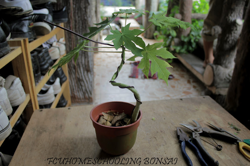 FCU HOMESCHOOLING JOURNEY HOW I MAKE PAPAYA BONSAI FOR MY HOMESCHOOL