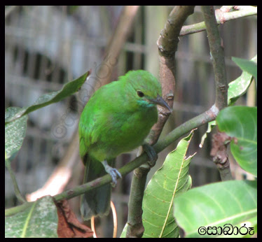 leafbird1.jpg