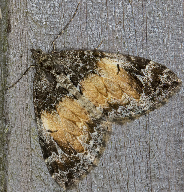 Common Marbled Carpet, Dysstroma truncata. Luxford Lane, Crowborough, 26 September 2017. Common Marbled Carpet, Dysstroma truncata. Luxford Lane, Crowborough, 26 September 2017.