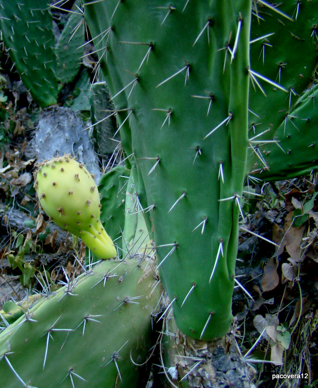 CH´USAY OPUNTIA MEGACANTHA