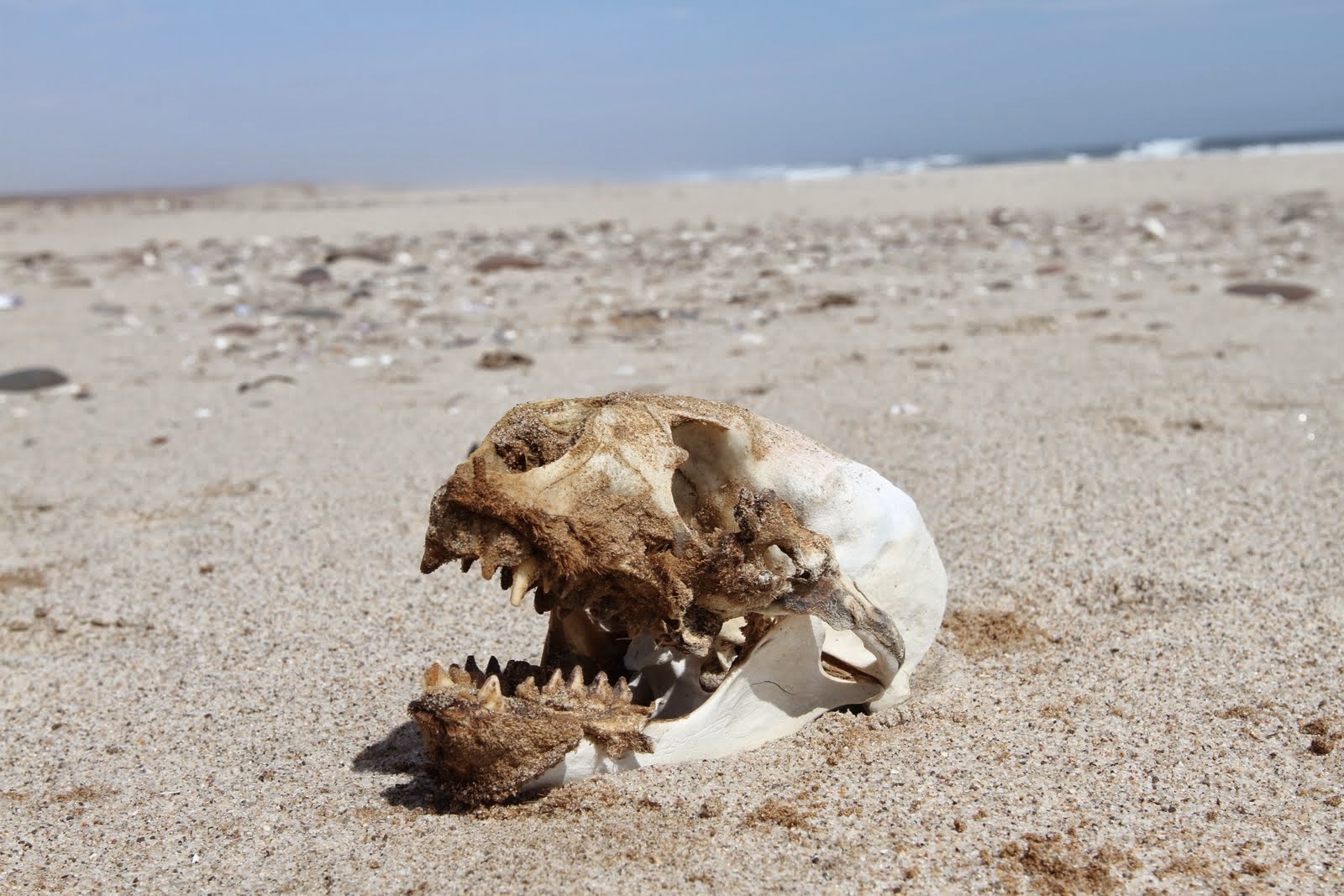Скелеты сахары. Национальный парк берег скелетов. Пустыня Намиб берег скелетов. Каоковельд берег скелетов. Национальный парк берег скелетов в Африке.