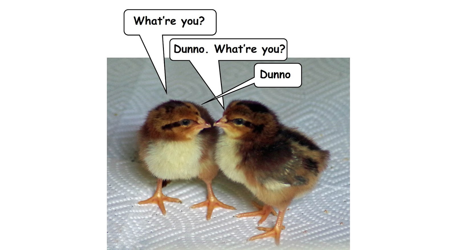randy s chicken blog sexing chickens the art science and history