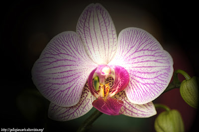 orchidea_phalaenopsis