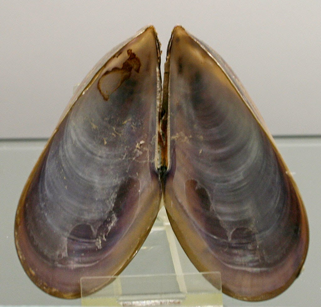 Louisville Fossils and Beyond Mytilus edulis Bivalve