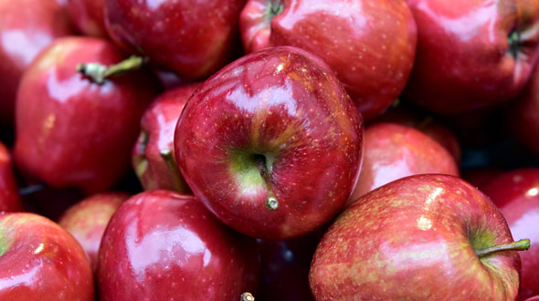 Apple tree planting and harvest in Marietta Ga
