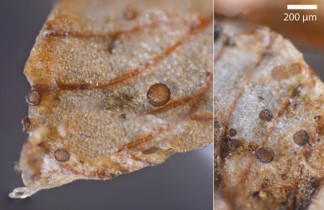 Micropeziza filicina