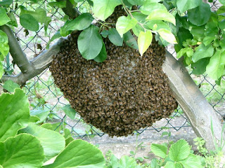 Essaim d'abeille au bas d'une haie