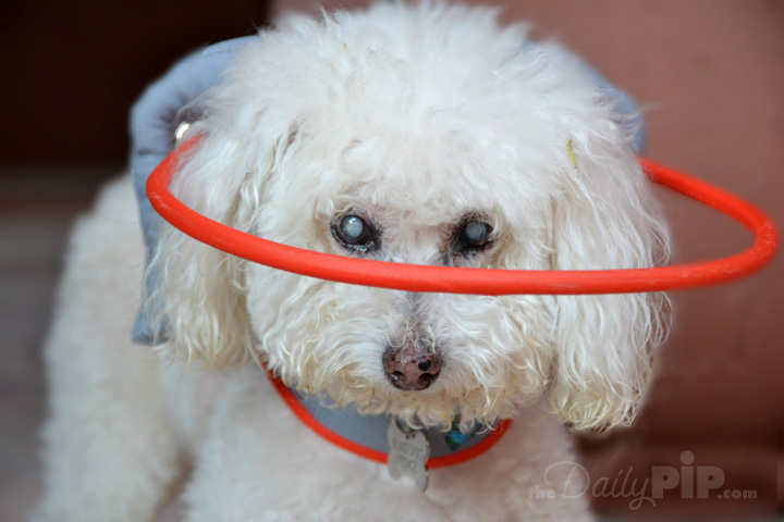 Blind dog models Muffin's Halo for Blind Dogs Blind dogs benefit from Muffin's Halo for Blind Dogs