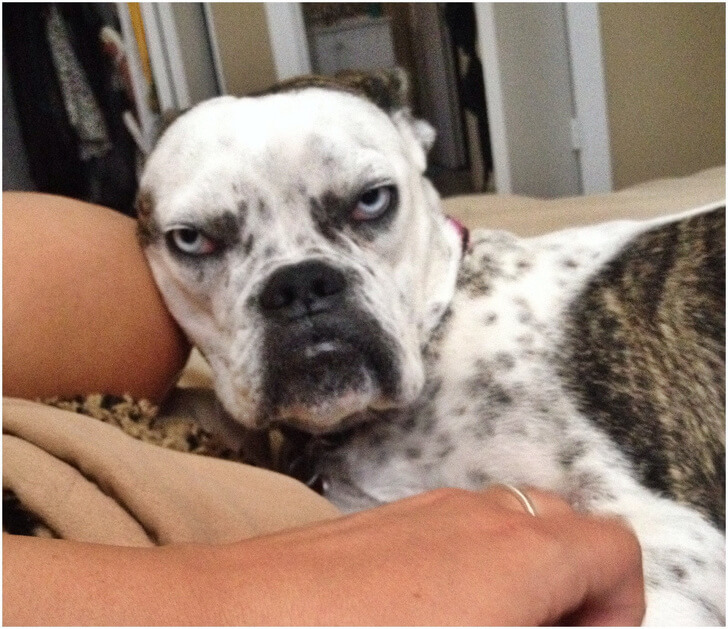 26 Adorable Pictures Of Angry Animals