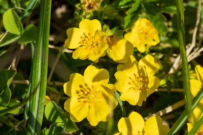 Potentilla verna Potentilla verna