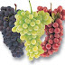 Khasiat manfaat buah Anggur