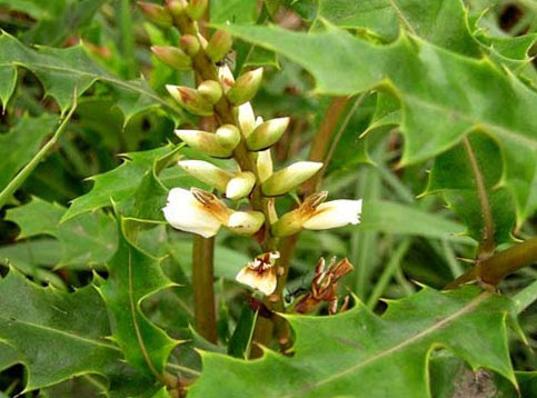 Acanthus ebracteatus