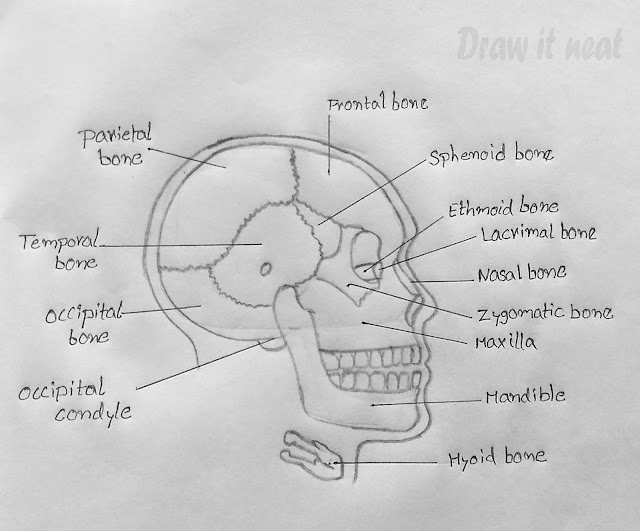 draw it neat how to draw skull diagram cbse ncert face diagram with labels