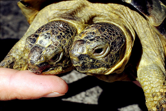 Janus, the Two-Headed Turtle - Oddity News