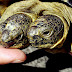 Janus, the Two-Headed Turtle
