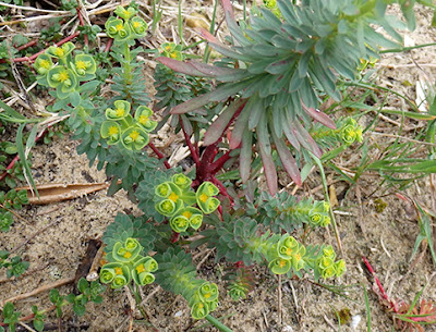 Tártago de mar (Euphorbia paralias)