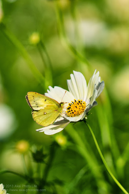 昭和記念公園の黄色いコスモスと蝶