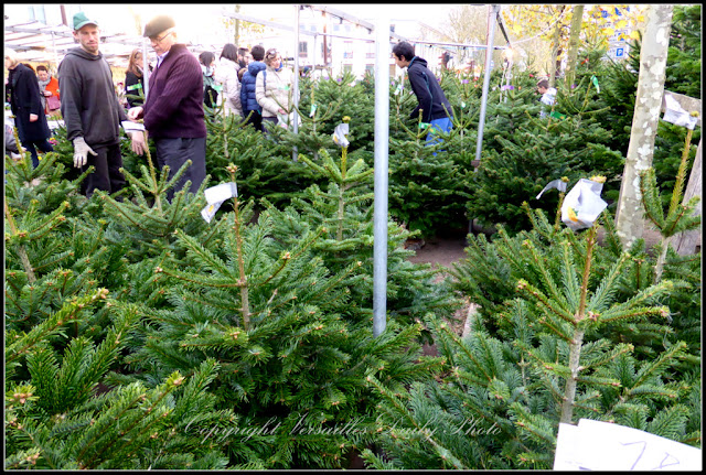 Christmas trees sapins flower market marché aux fleurs Versailles