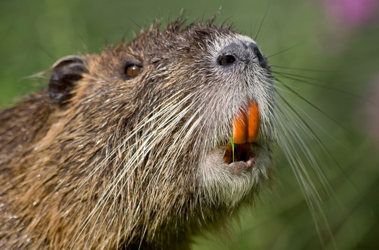 Бобр зубы. Водяная крыса нутрия. Нутрия хвост. Бобр зубы. 2 ондатры.