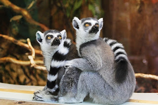 Jenis Fauna Asiatis, Peralihan dan Fauna Tipe Australia Indonesia adalah salah satu negara yang mempunyai kekayaan akan flora dan faunanya Jenis Fauna Asiatis, Peralihan dan Fauna Tipe Australia