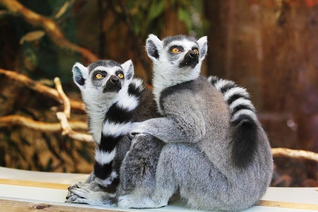 Jenis Fauna Jenis Fauna Asiatis, Peralihan dan Fauna Tipe Australia