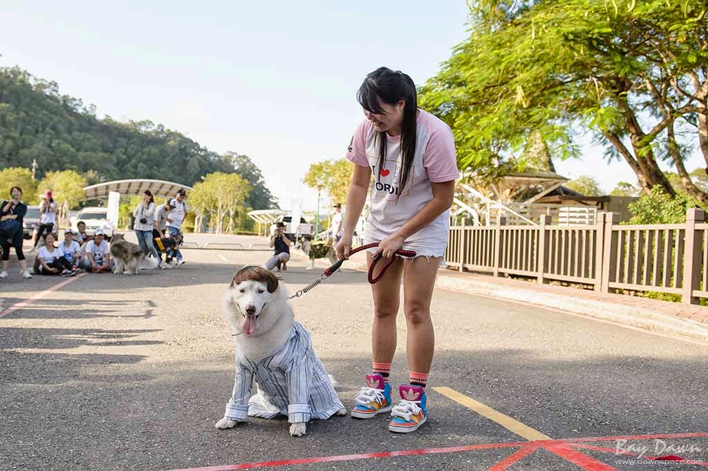 婚攝小動、婚攝推薦、活動紀錄、哈士奇、雪橇