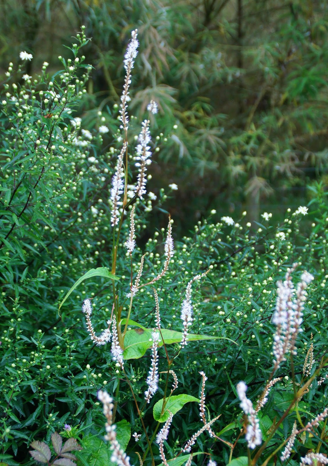 Plant Profile Persicaria